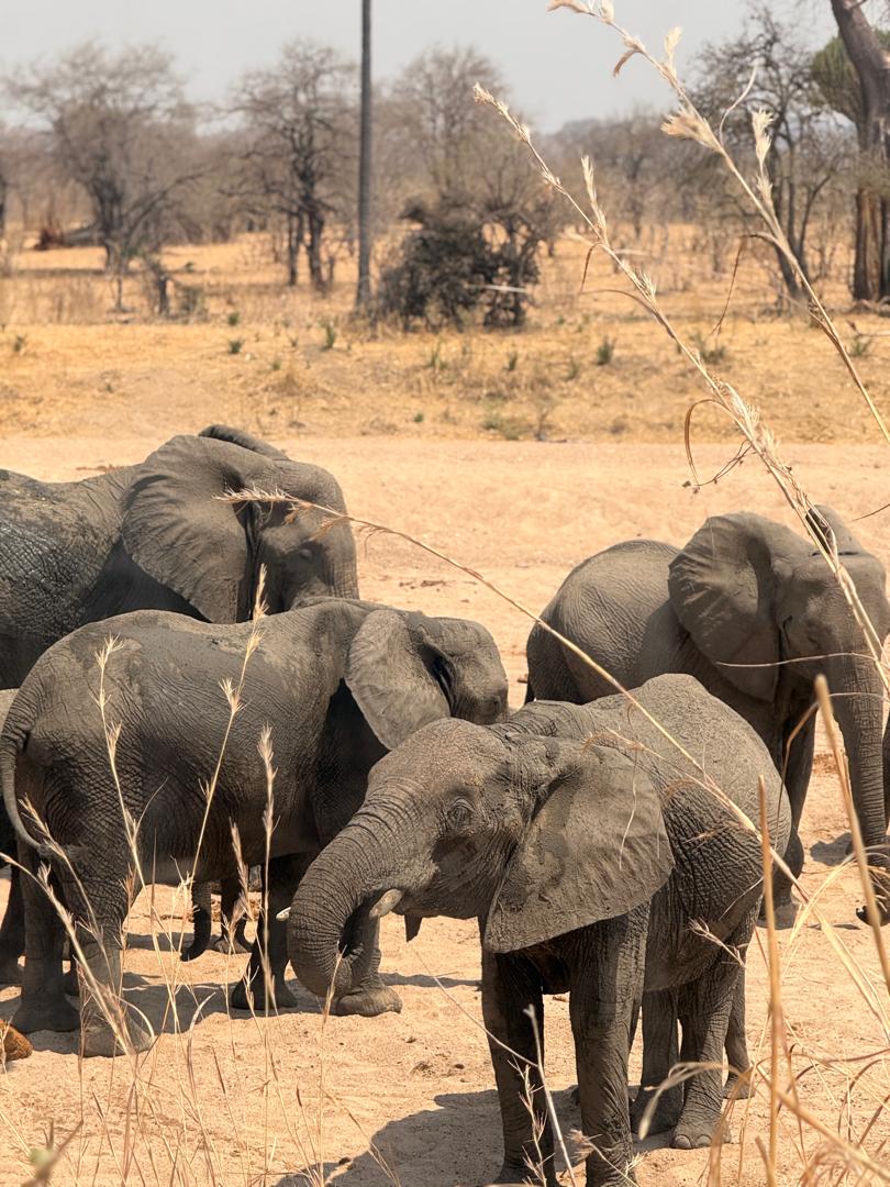 Tanzania Safari Tours