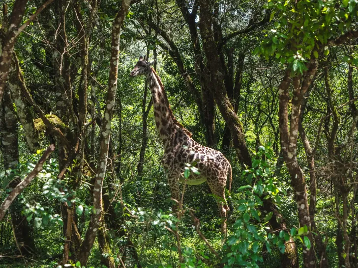Arusha National Park Adventure