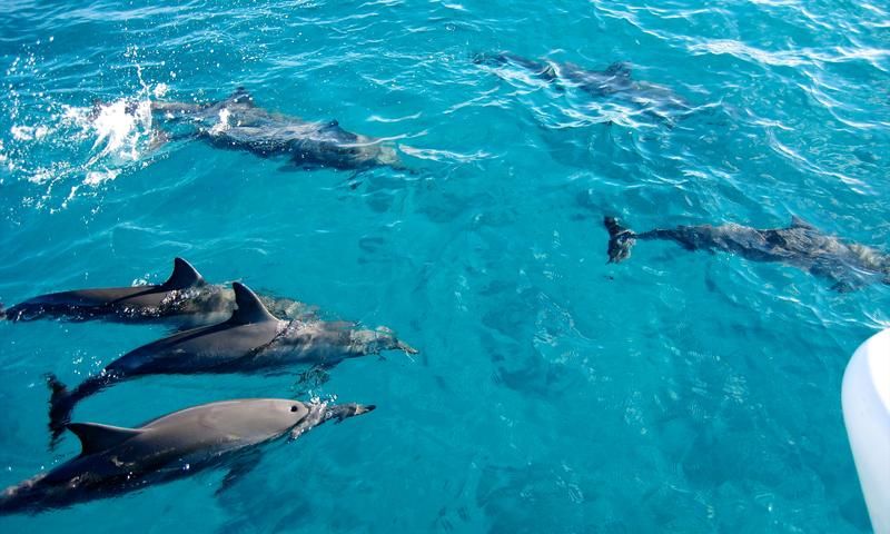 Dolphin Tour