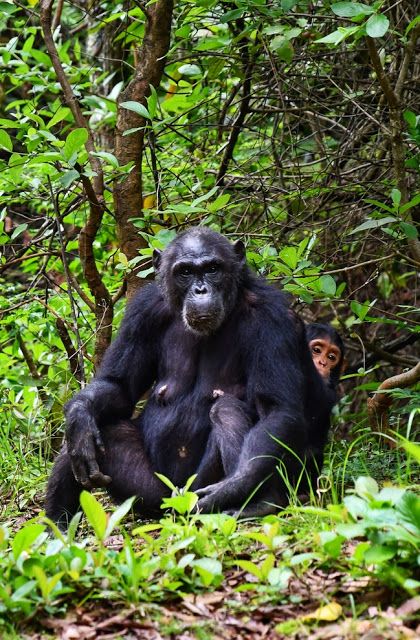 Gombe National Park