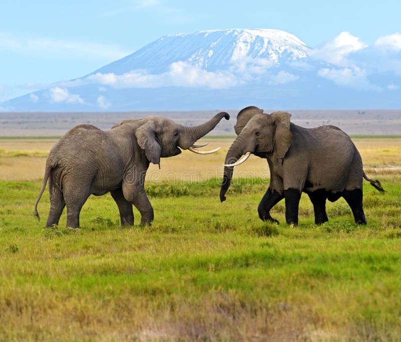 Kilimanjaro National Park