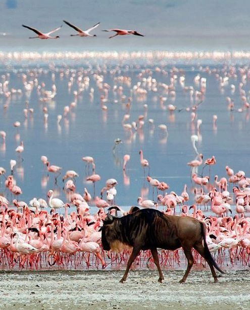 Tarangire & Lake Manyara Combo
