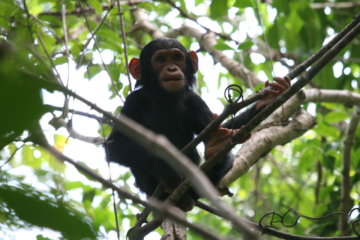 Western Circuit Chimpanzee Safari