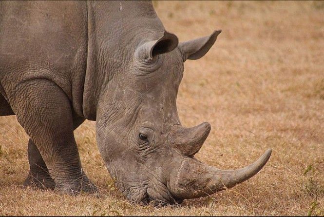 Mkomazi National Park