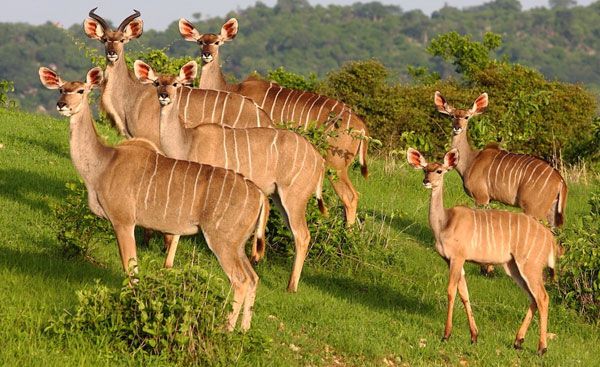 Southern Circuit Wilderness Safari