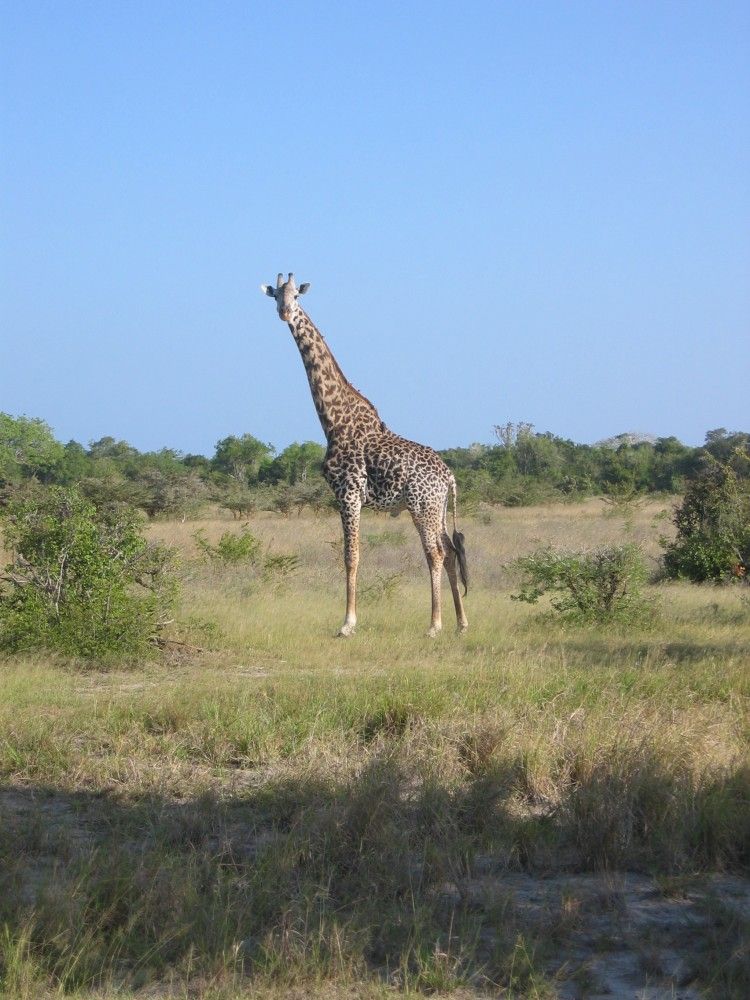 Eastern Circuit Coastal Safari
