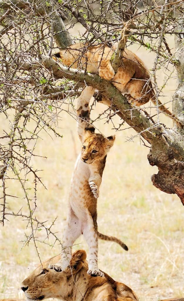 Serengeti Luxury Experience