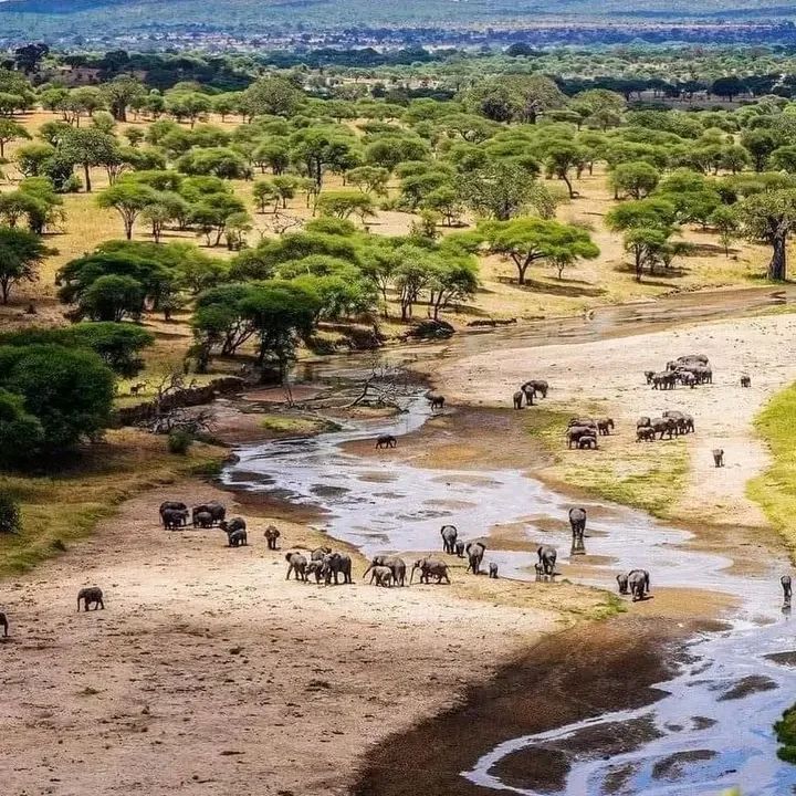 Tarangire Elephant Safari