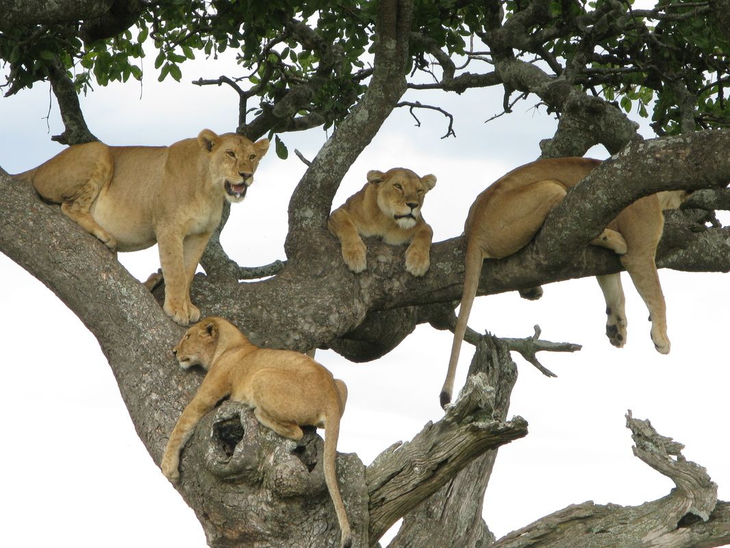 Lake Manyara Tree-Climbing Lions